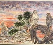 The Blue Ridge Parkway is famous for the migration of hawks that fly over, while touists watch. This is a sighting of a red wing hawks on an old twisted Hemlock