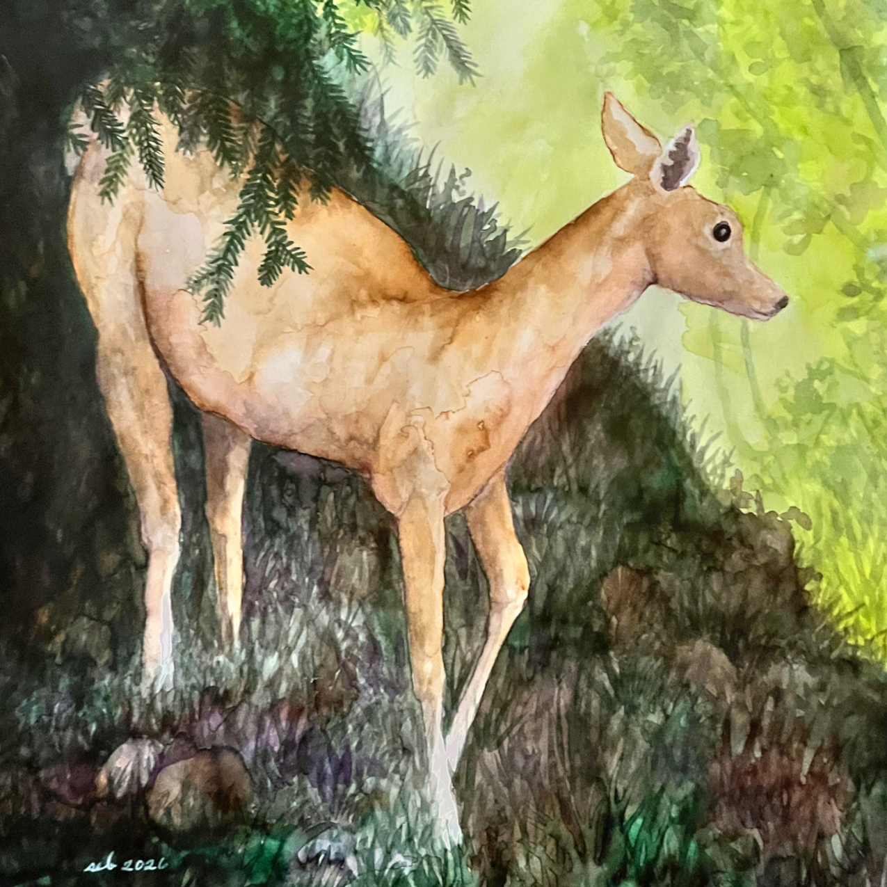 Cautious Doe Square